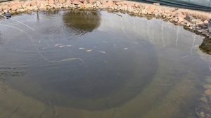 Пытаюсь размножить тую🤣