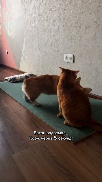 Рыжики каждый день! Подписывайся чтобы не пропустить