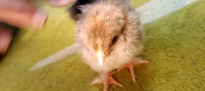 Гладим кота