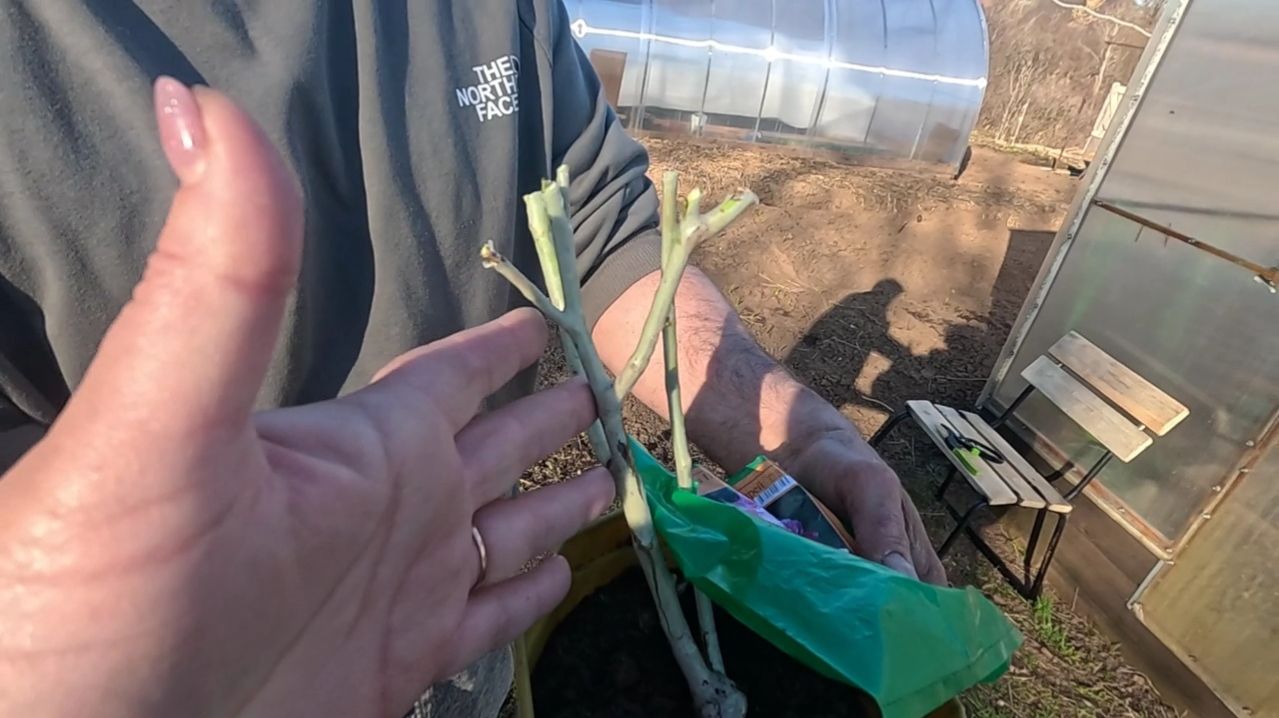 Как Укрепить Иммунитет и подготовить РОЗЫ к высадке! Впереди Морозы, а мы сажаем Розы!