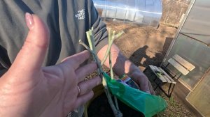 Как Укрепить Иммунитет и подготовить РОЗЫ к высадке! Впереди Морозы, а мы сажаем Розы!