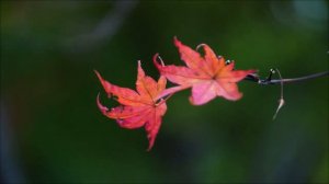 Сделайте это 18 апреля на закате. Древний обряд.