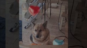 1000056288.mp4 (Собака наблюдает за устройством лестницы на 2-ой этаж в доме А-фрейм)