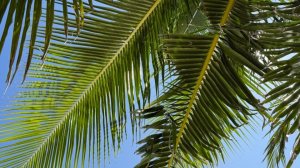 1 день на Мальдивах