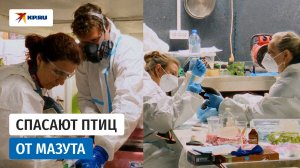 Погибающих от мазута птиц спасают в реабилитационном центре Анапы