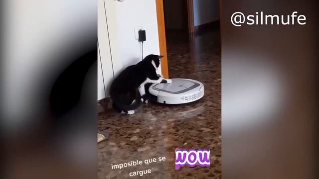🤣 Mejores Animales Chistosos Del Momento [2023] 🐱🐶 Si Te RÍES PIERDES 🔴