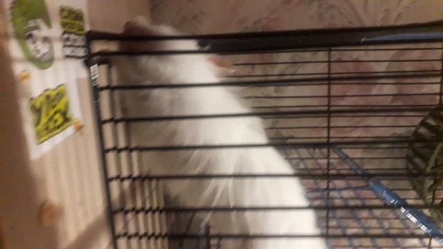 Зубы точит Леонард хомяк