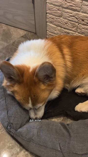 Твоя лента станет теплее. Просто подпишись корги озвучка corgi шортс милота shorts tiktok