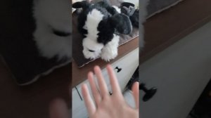 утро с Фокси ♡
оставила Фокси всего на 20 мин!!?! 
что произошло?!!!