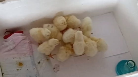 Прогон инкубатора перед сезоном.