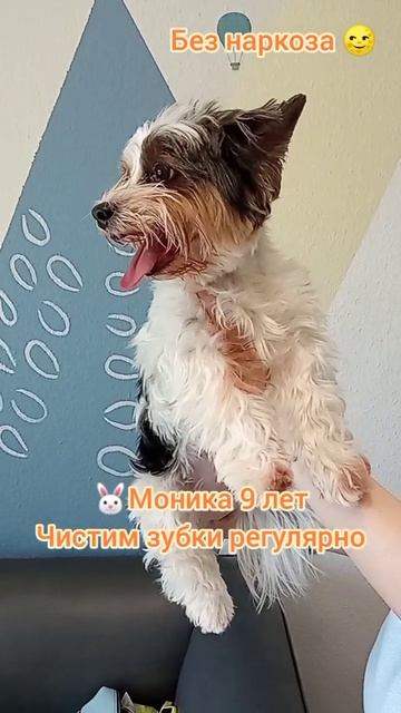 Моника 9 лет, чистим зубки регулярно, уже 6-й раз