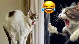 СМЕШНЫЕ КОТЫ | ЛУЧШИЕ ПРИКОЛЫ С КОТАМИ, КОШКИ, ЖИВОТНЫЕ, СМЕШНОЕ ВИДЕО