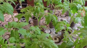 Рассаду томатов не узнать. Питательный грунт + лампы.