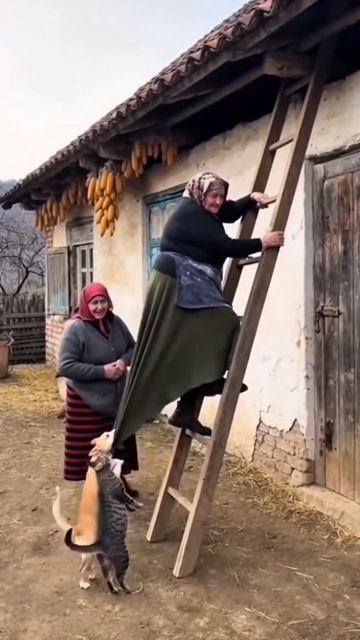 Кошка за жучку, жучка за внучку