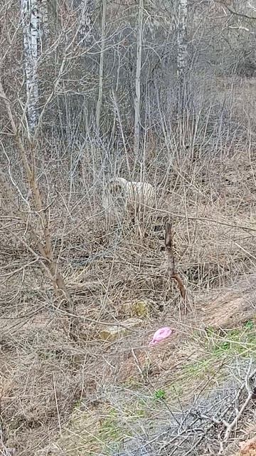 нашли якорь и трубу от корабля 