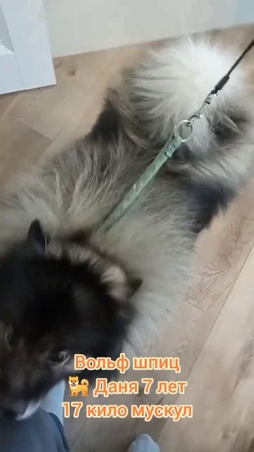 Вольф шпиц 17 кило мускул или просто Даня 7лет, чистим зубки раз в год