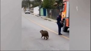 Спасенная в Боливии Капибара потеряла страх