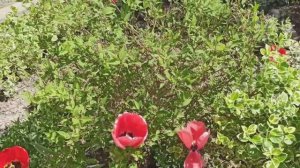 Продолжаю обзор весеннего цветника. 2ч.