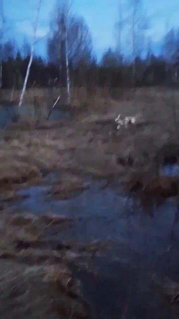 счастье охотничей собаки