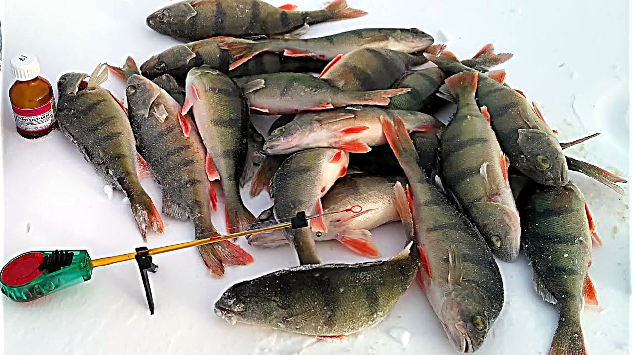 Рыбалка на окуня зимой на мормышки.