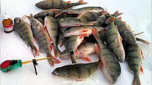 Рыбалка на окуня зимой на мормышки.