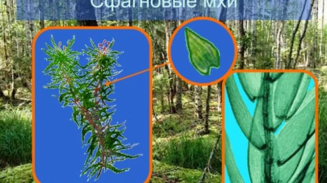 Конспект Мхи. 4.mp4