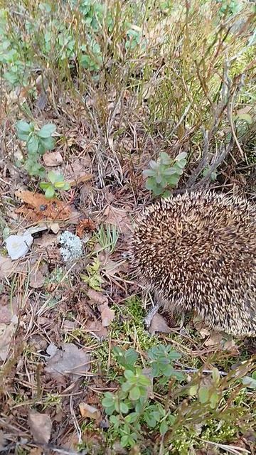 Первый весенний ёжик -2026