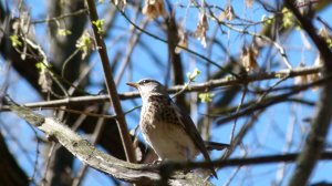 Весенние птицы в парке "Дубки" Нижнего Новгорода // Апрель 2026