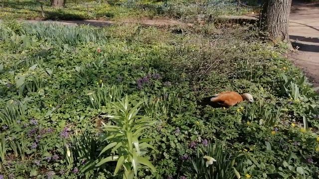 ОГАРИ. АПТЕКАРСКИЙ ОГОРОД