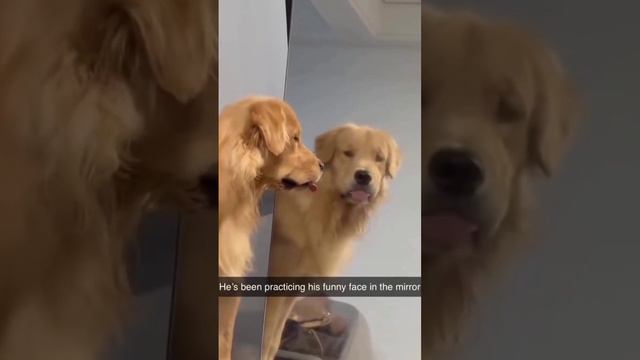 приколы с животными.mp4