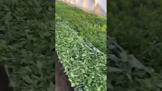 16 апреля 2026 выносить начали