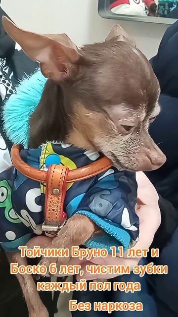 Тойтерьеры Бруно 11 лет и Боско 6 лет, чистим зубки каждые пол года