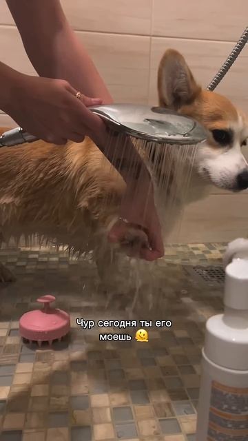 Без коржика день не день  подпишись! корги смешныеживотные funnydogs corgi tiktok shorts