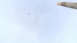 Голуби Николаевские