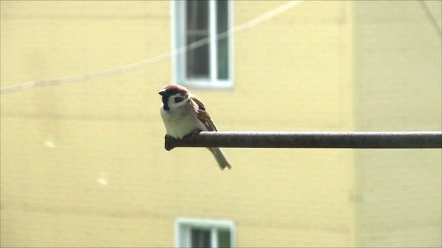Воробей полевой у моего окна
