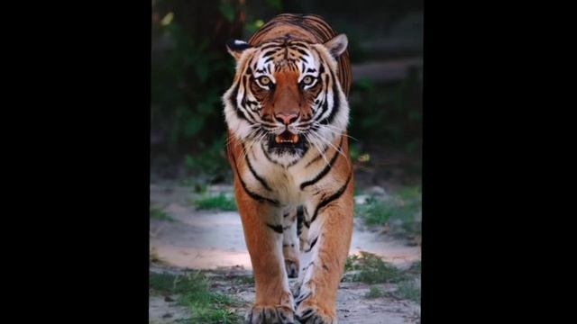 Мастер-класс  от воспитателя Глазковой О.И. 