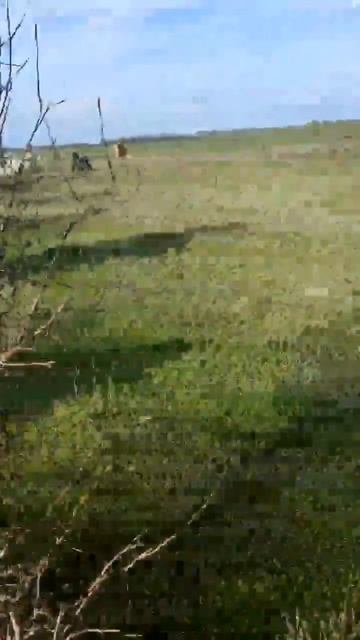 яОСВОБОЖДЕНИЕ СТЕПИ