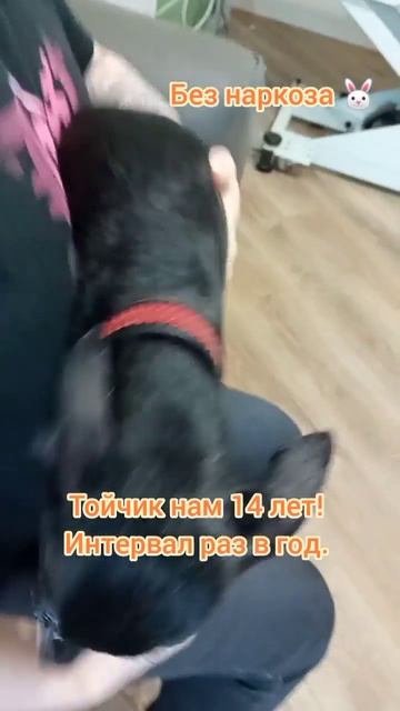 Тойчик нам 14 лет! Чистка зубов у собак