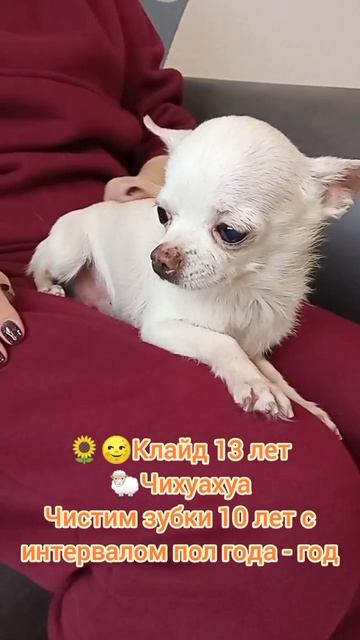 ихуахуа Клайд 13 лет, чистим зубки с 2х лет с интервалом полгода