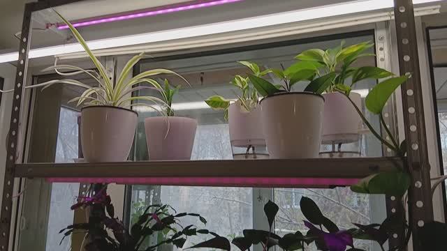 9 апреля 2026 г Рассада