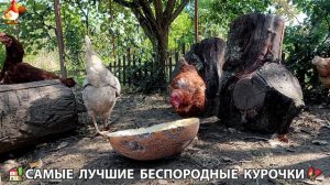 Забавные курочки несушки на сельском подворье 🤗😂😜 (136)