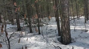 В лесу: о публикации МО РФ списка потенциальных целей в Европе. Информационная война, предупреждение