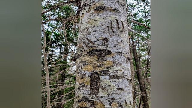 69.Зима, океан, следы медвежьих коготков.