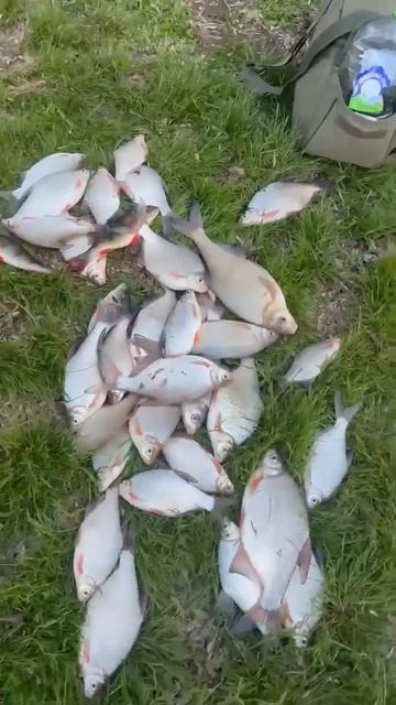 Ох уж этот апрельский лещ 