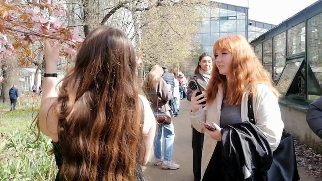 САКУРА ЗАЦВЕЛА.АПТЕКАРСКИЙ ОГОРОД