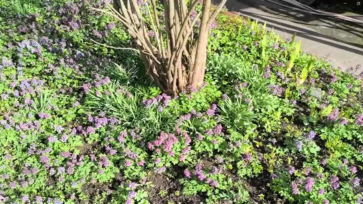 Цветы на городских клумбах, смотрим какие цветы распустились в апреле.