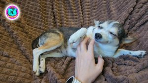 #Абхазия!🌴Сухум. Каштак. Гостевой Дом "АлиСер".❤🌹 17 апреля-День рождения Мафафани! Нам 12 лет!