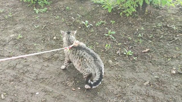 В Краснодаре в каждом дворе весна.