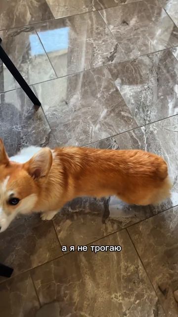 Если улыбнулась не забудь подписаться корги dogpersonality funnydogs corgi поведение shorts