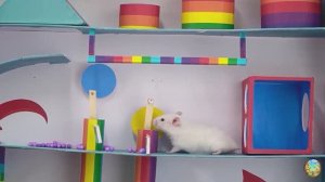 Приключение хомячка в красочном лабиринте - миссия: убежать от плохих игрушек! часть 10